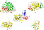 picture of digestive enzymes or gut health